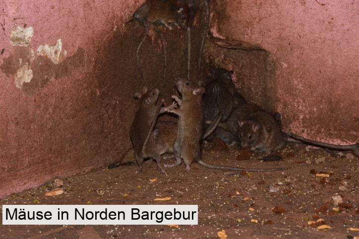 Mäuse in Norden Bargebur
